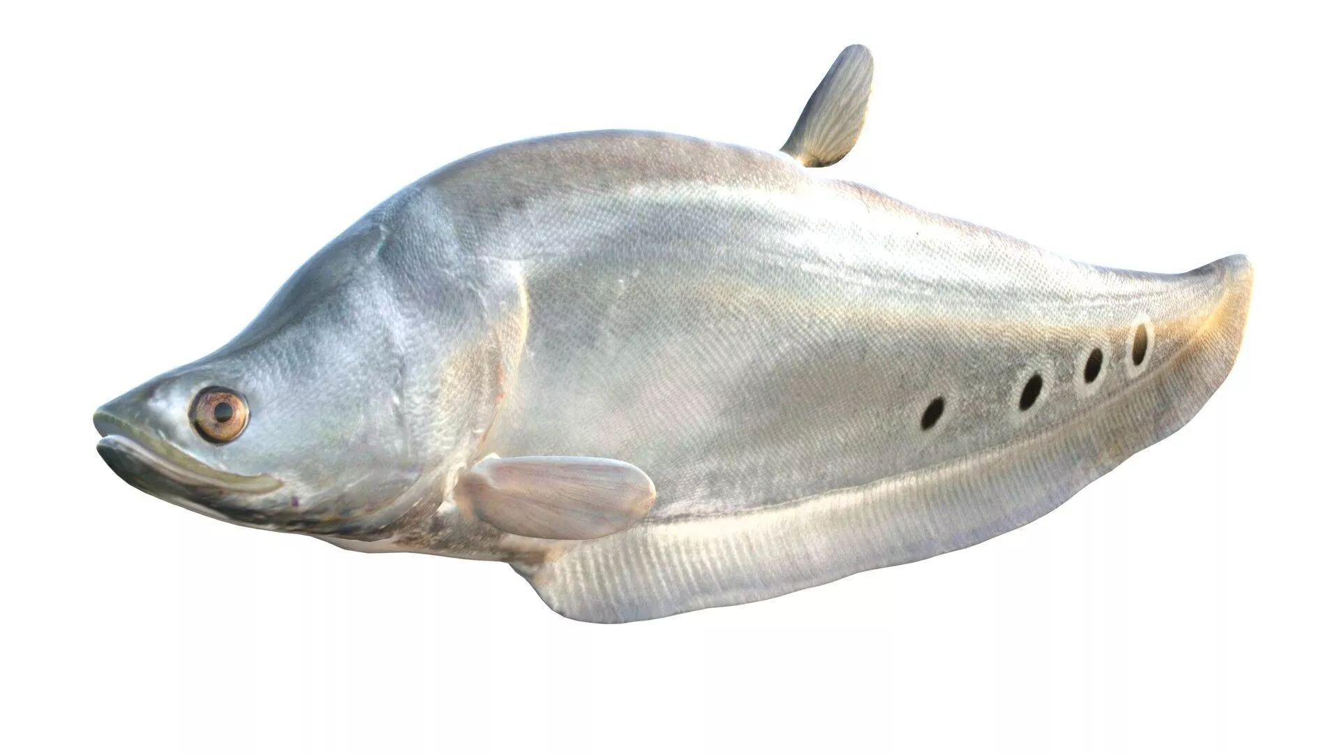 Clown Knifefish 1 Low-poly 3D model