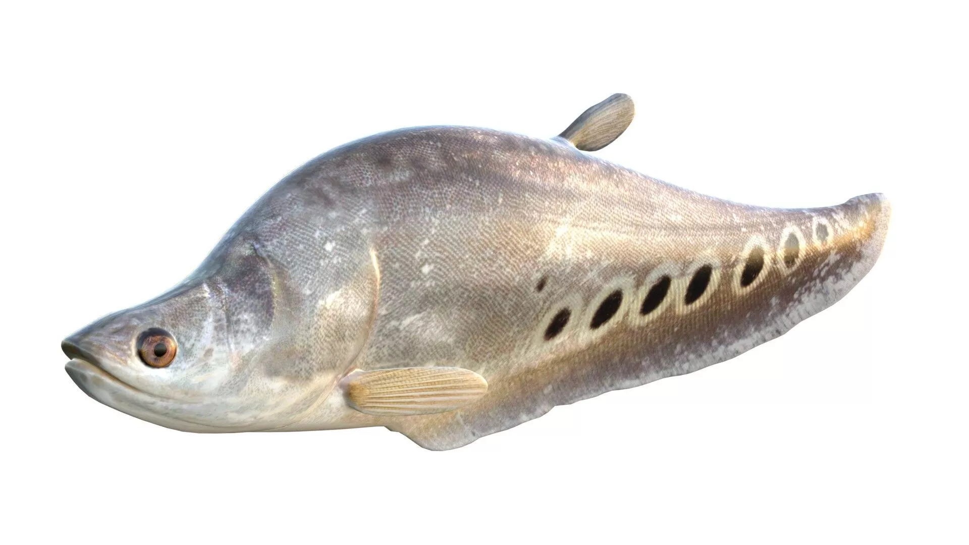 Clown Knifefish 2 Low-poly 3D model