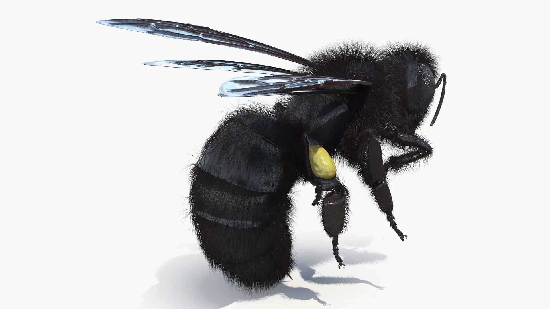 Carpenter Bee Insect Black Ready Pose Fur 3D model