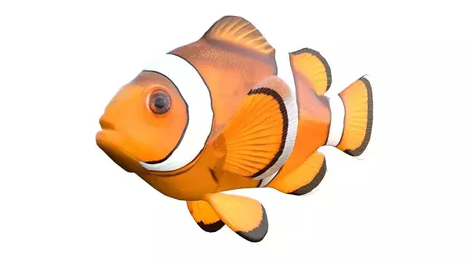 Clownfish