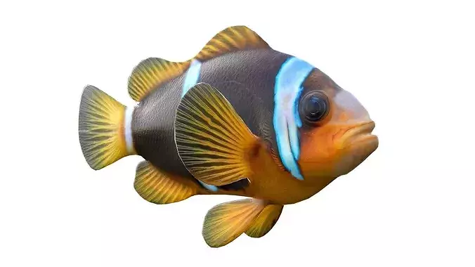 Clownfish Allardi