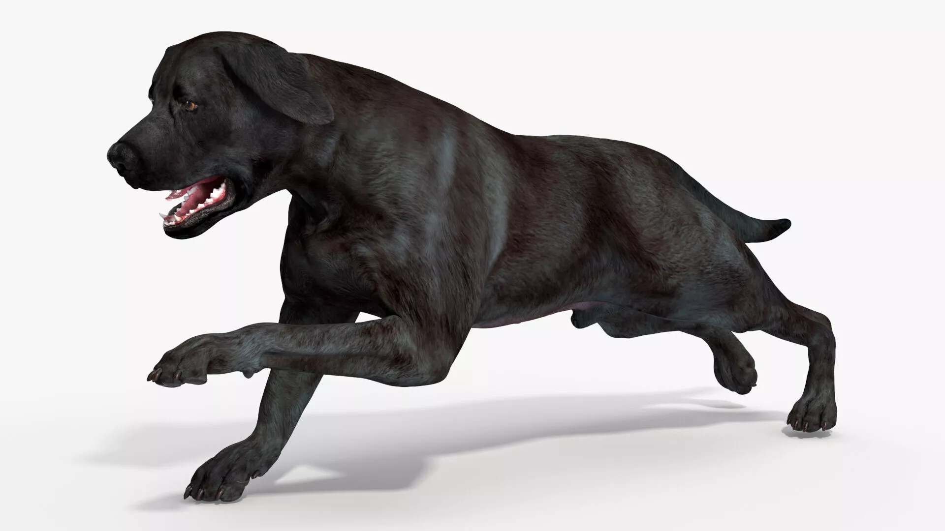 Black Labrador Dog Running Animated Rigged for Cinema 4D 3D model