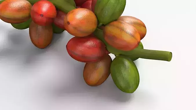 Coffee Bean Fruit Cluster Ripening Stage 3D model 6