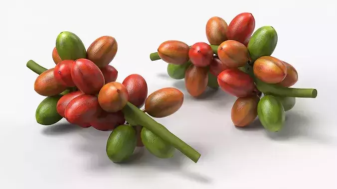 Coffee Bean Fruit Cluster Ripening Stage 3D model 2