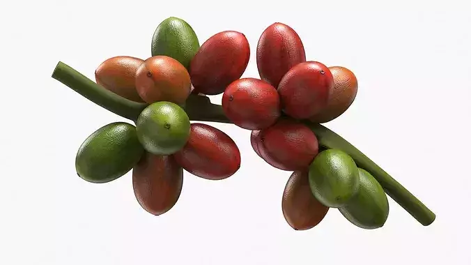 Coffee Bean Fruit Cluster Ripening Stage 3D model 5