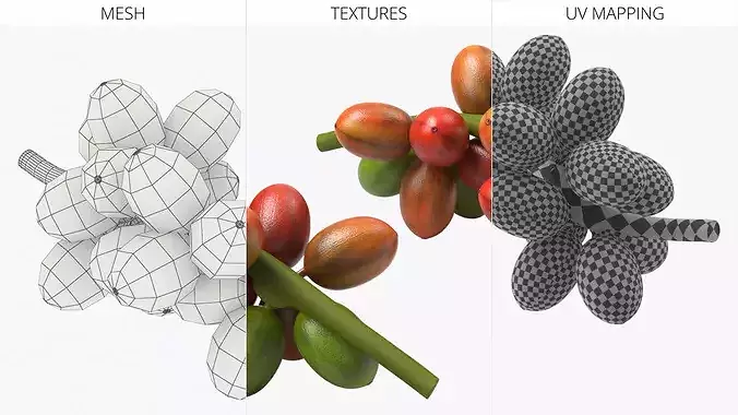 Coffee Bean Fruit Cluster Ripening Stage 3D model 7