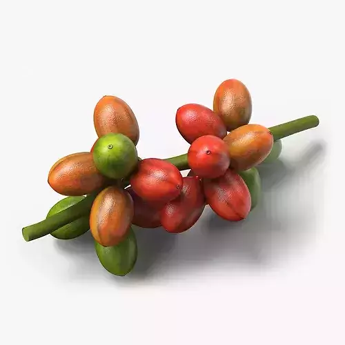 Coffee Bean Fruit Cluster Ripening Stage 3D model