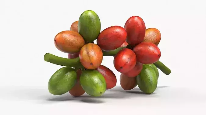 Coffee Bean Fruit Cluster Ripening Stage 3D model 4