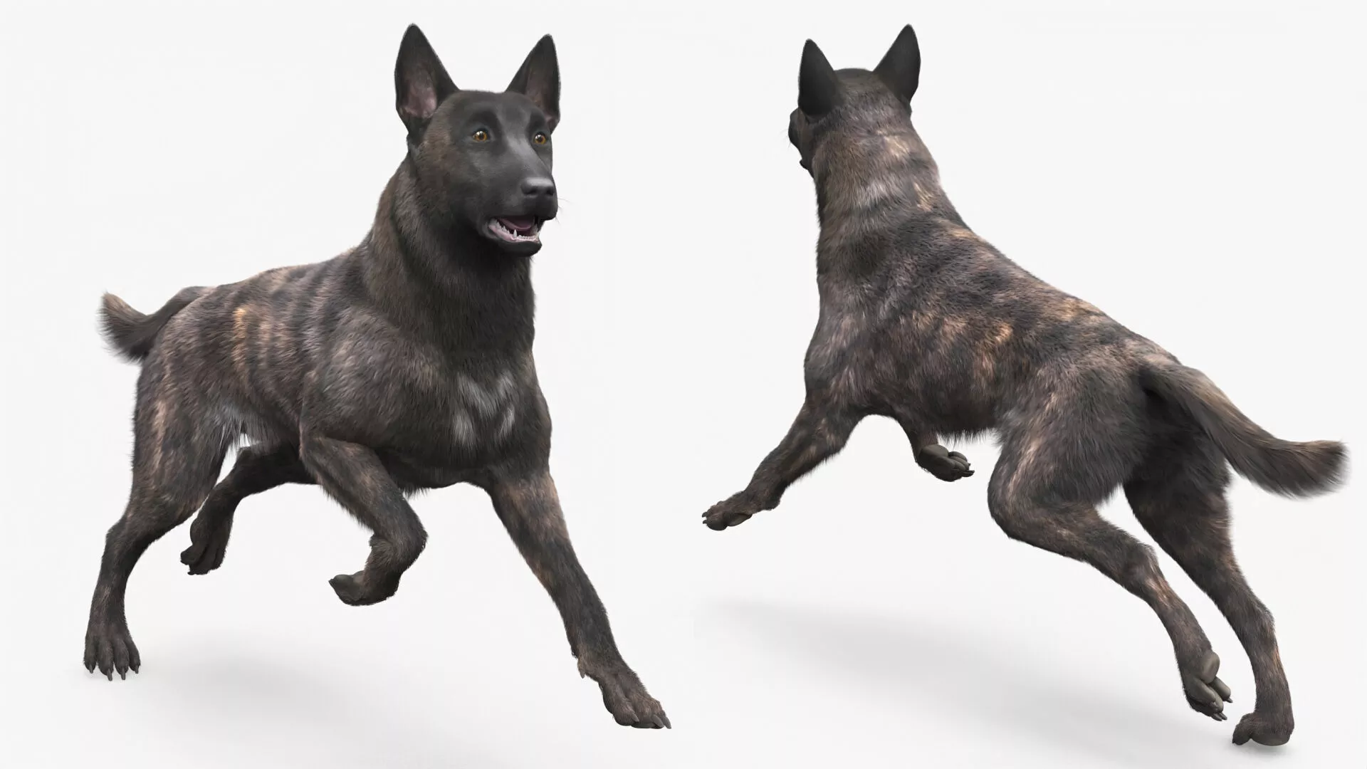 Agile Herding Dog Dutch Shepherd Running Fur 3D model