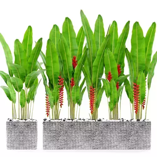 Heliconia set tropical plants in pots