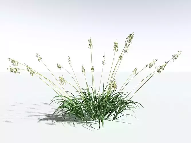 EVERYPlant Sea Oats