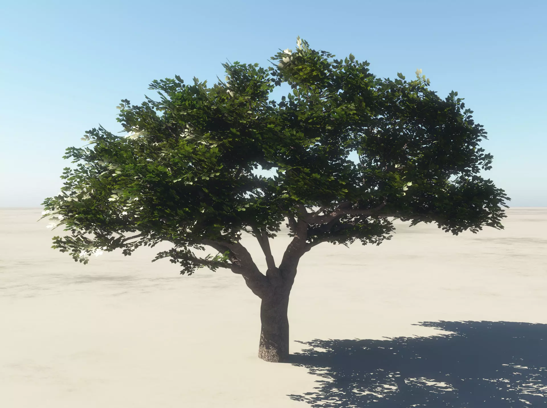 Summer Cherry Tree 1 3D model_0