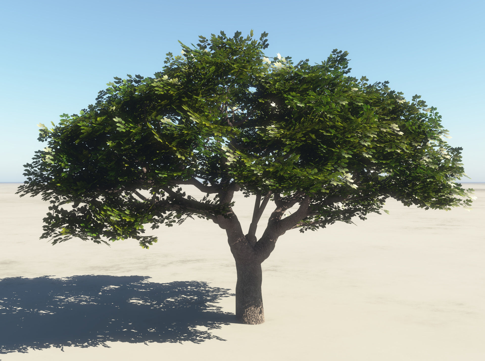 Summer Cherry Tree 1 3D model_3