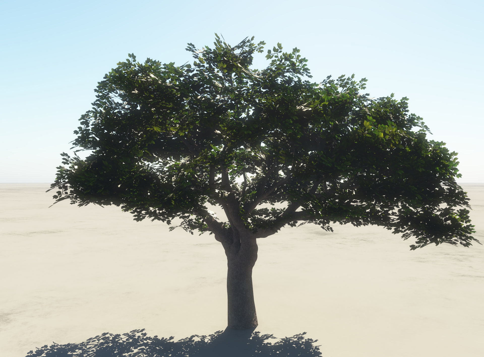 Summer Cherry Tree 1 3D model_1