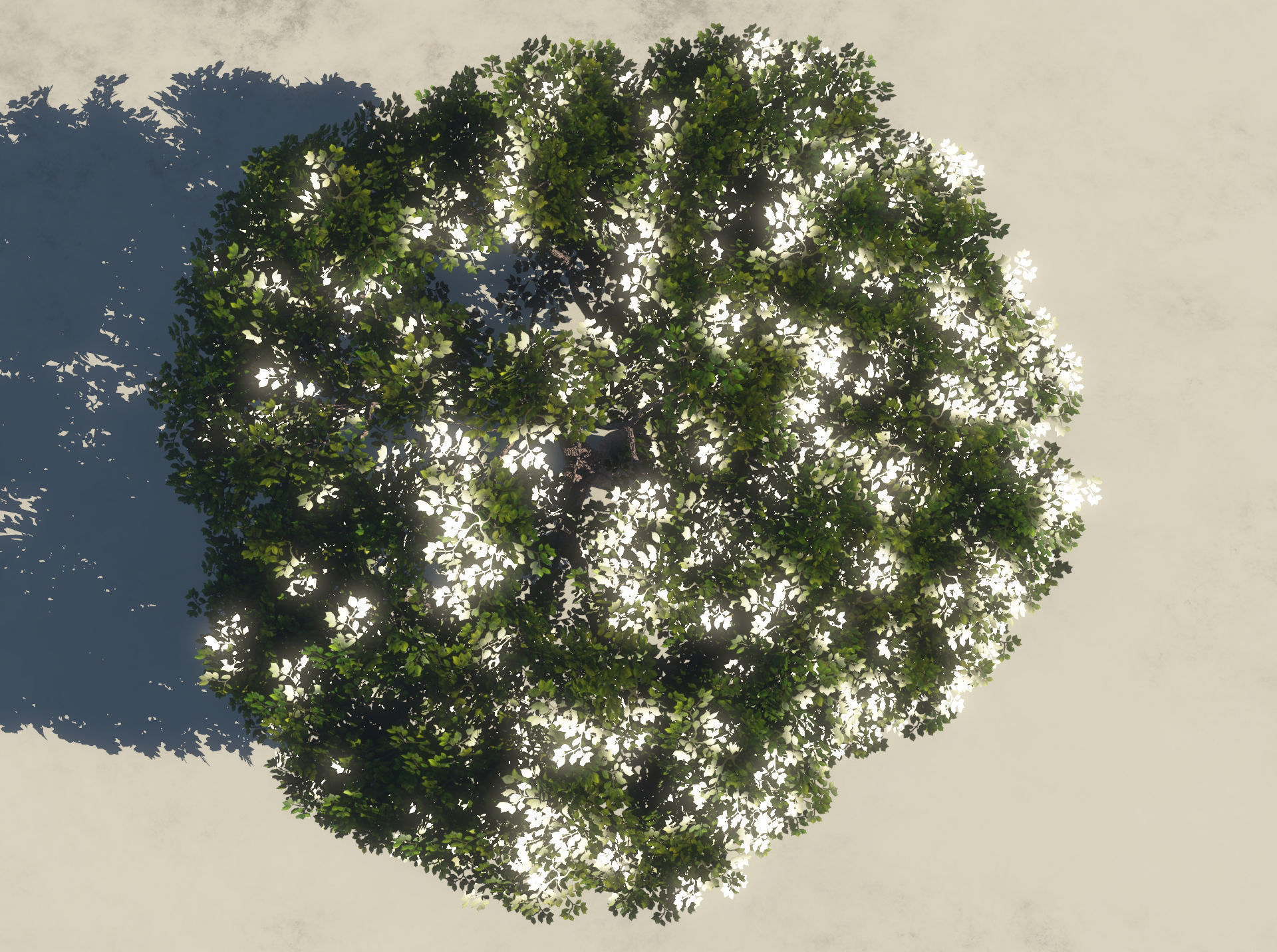 Summer Cherry Tree 1 3D model_4