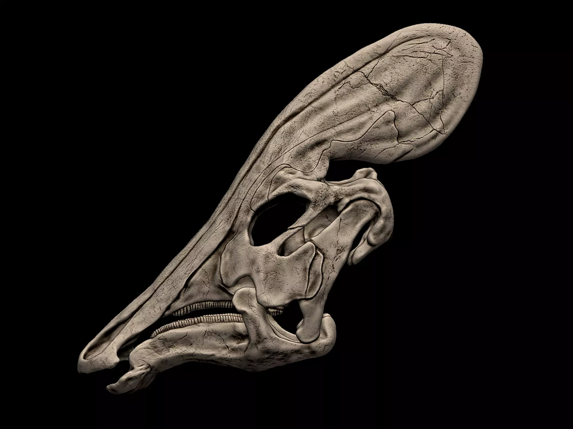 Tlatolophus skull 3D print model