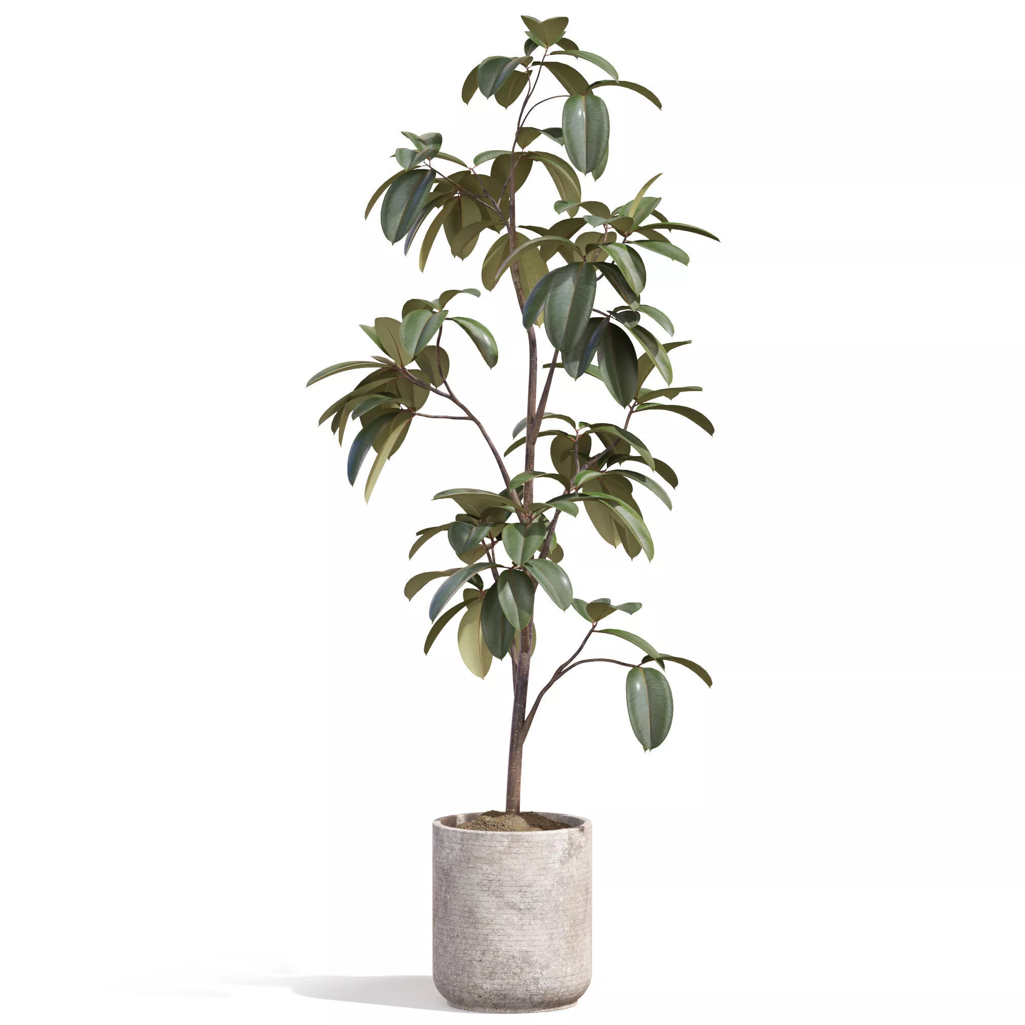 Plant 1342 3D model