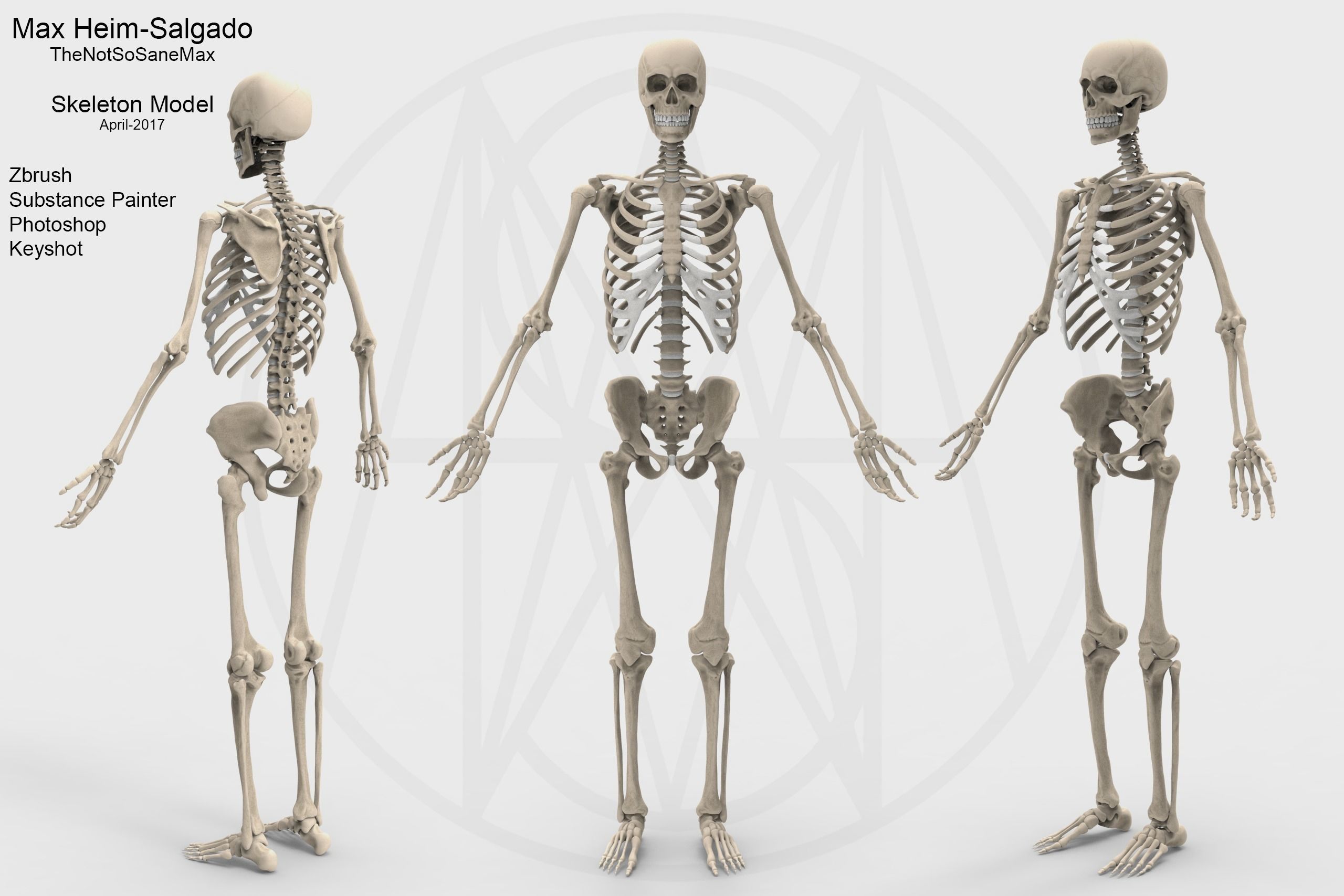 Accurate Human Skeleton Low-poly 3D model