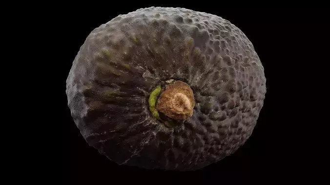 Avocado Fruit 3D model 2