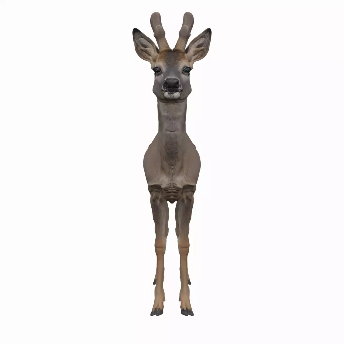 Young Roe Deer with Velvet Antlers Realistic 3D Model 3D model