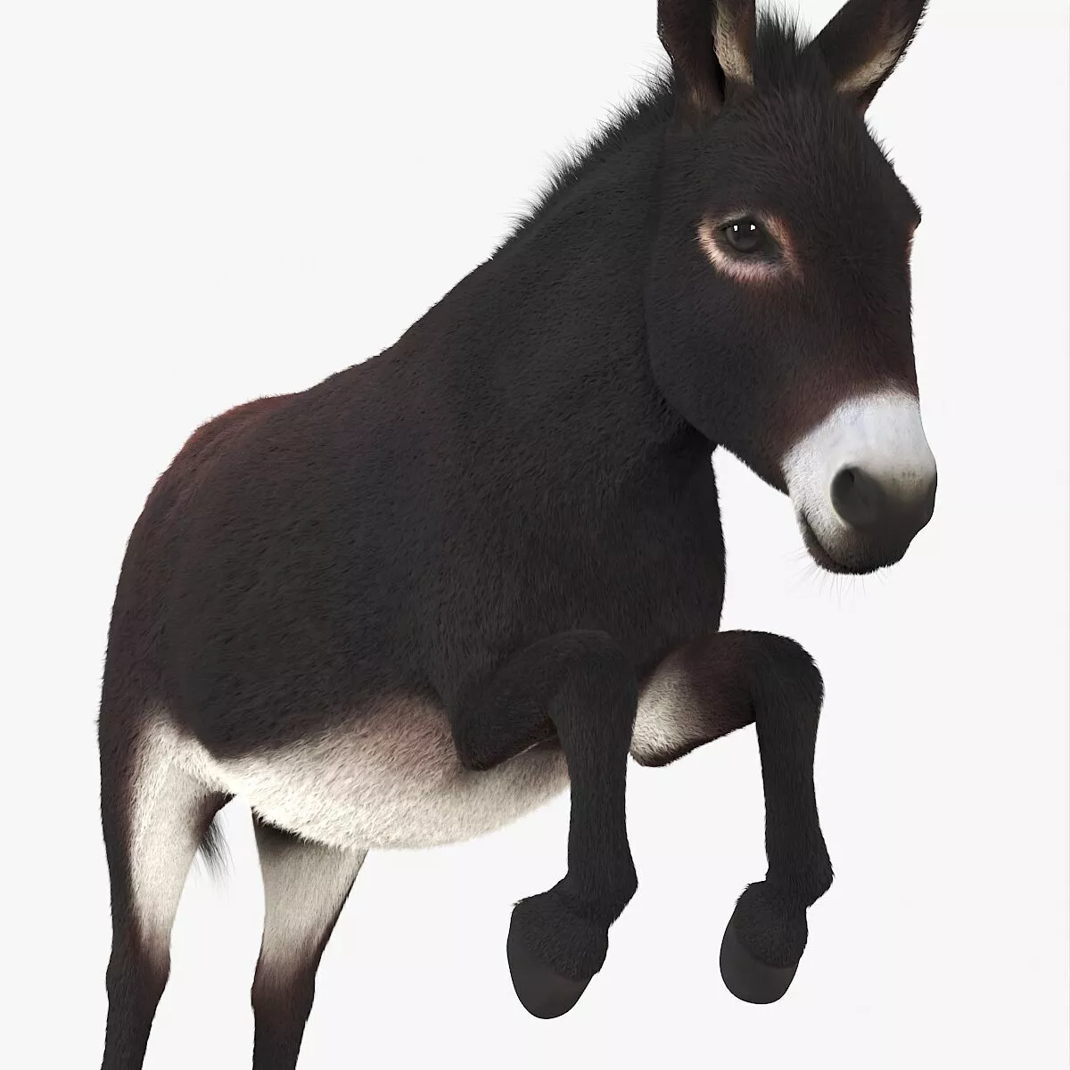 Leaping Domestic Burro Dark Brown Fur 3D model