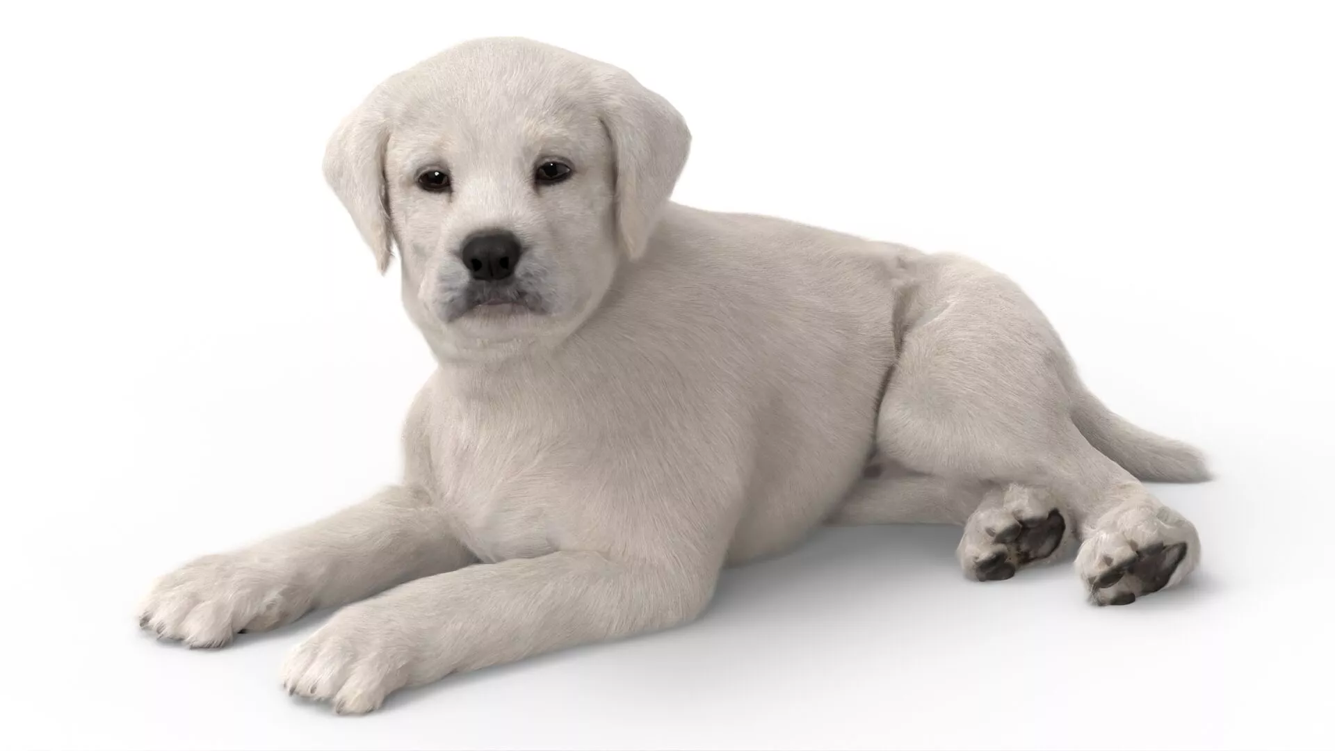 White Labrador Retriever Puppy Lying Down Fur for Cinema 4D 3D model