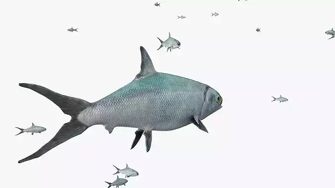 Offshore Marine Fish Farm with Circular Net and Fish 3D model 5