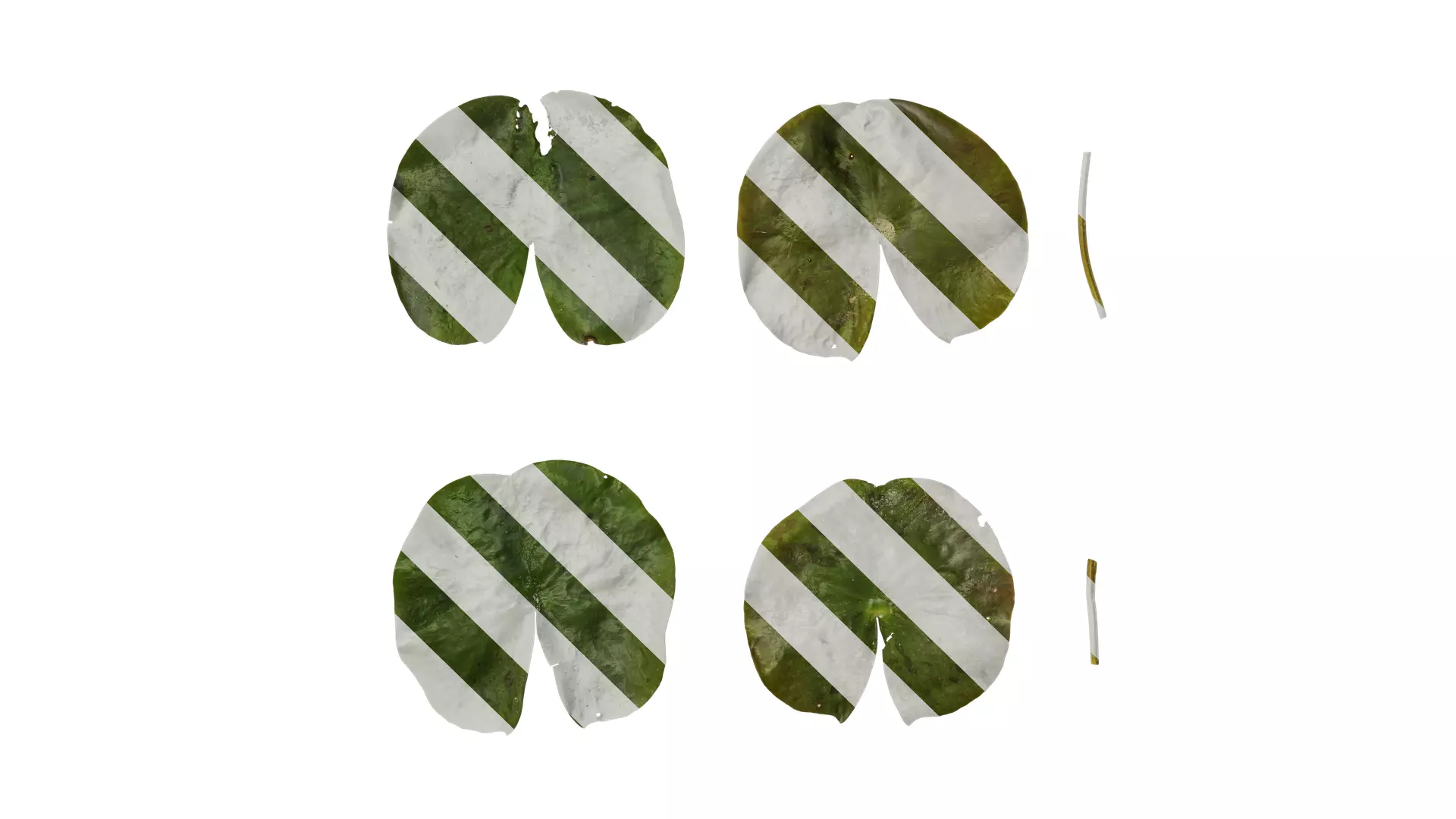 Anydrafts Nymphaea tetragona Leaf 05 F Texture