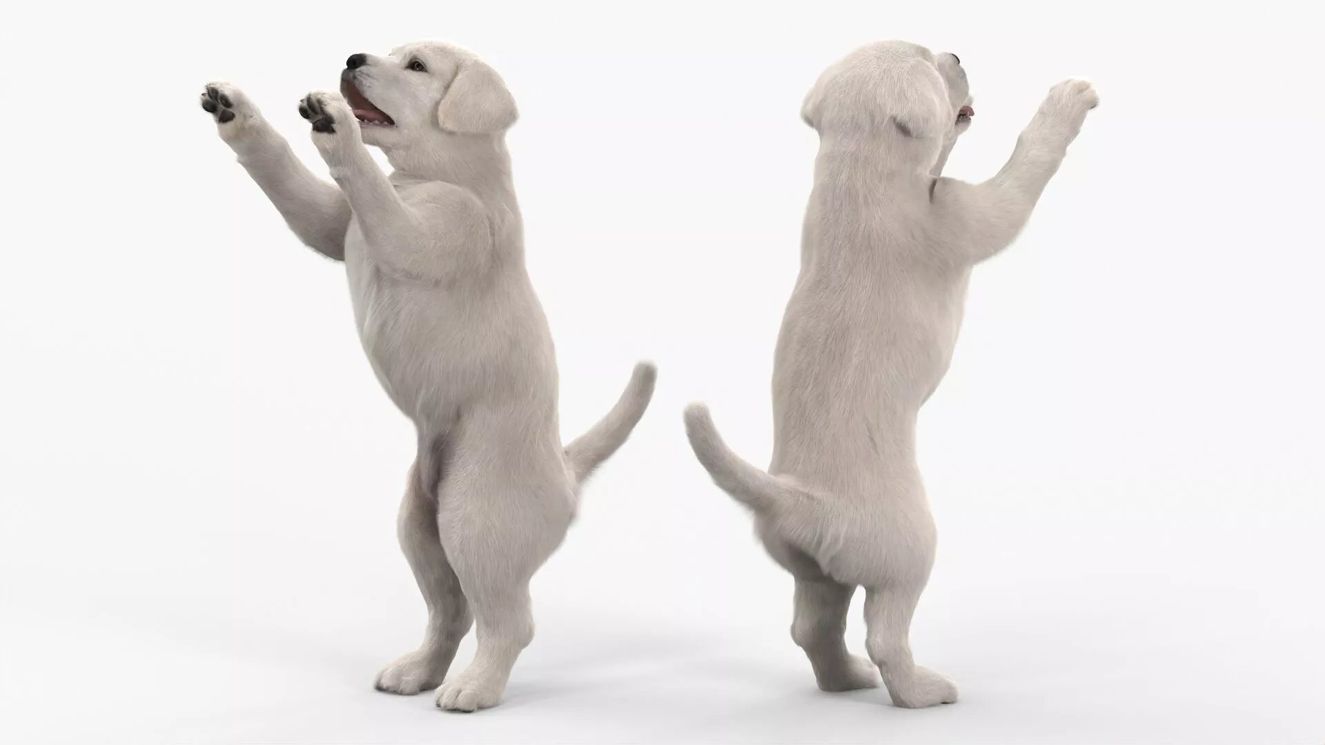 White Labrador Puppy Playful Standing Pose Fur for Maya 3D model