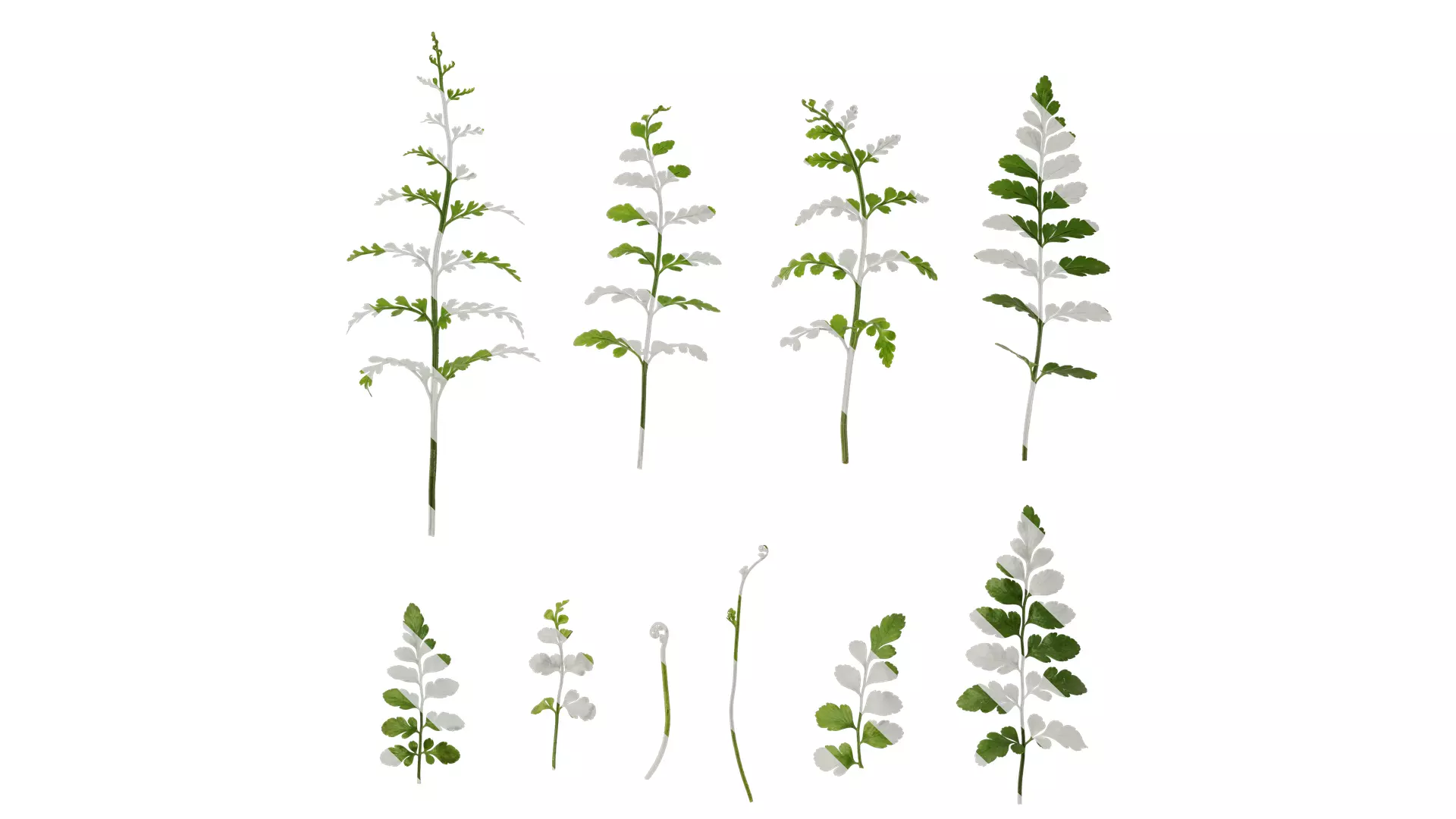 Anydrafts Davallia mariesii Atlas 02 Texture