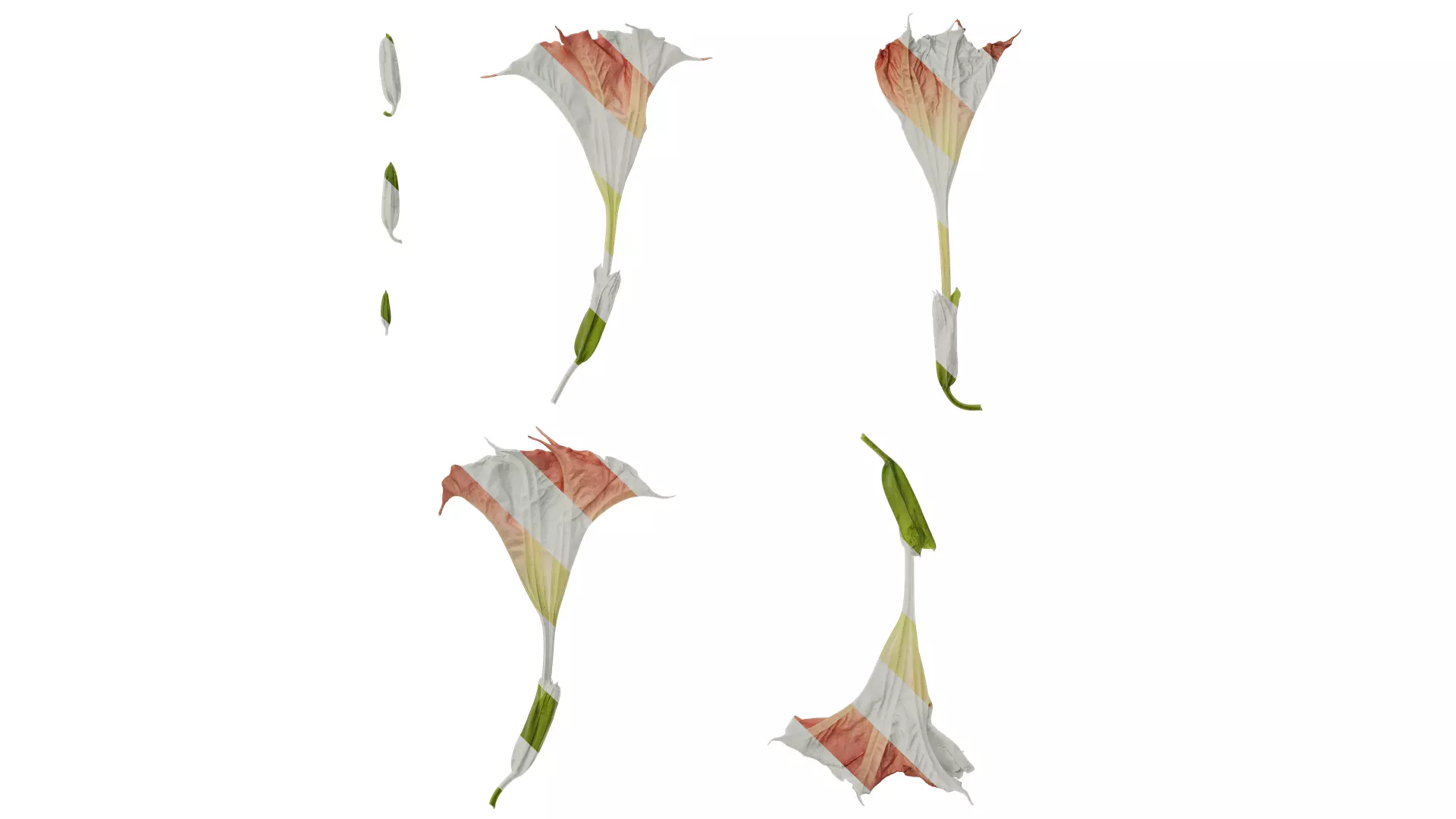 Anydrafts Datura stramonium Flower 03 Texture