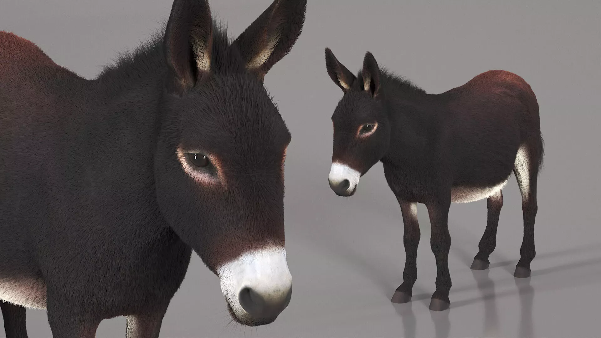 Pack Donkey With White Muzzle Dark Brown Fur 3D model