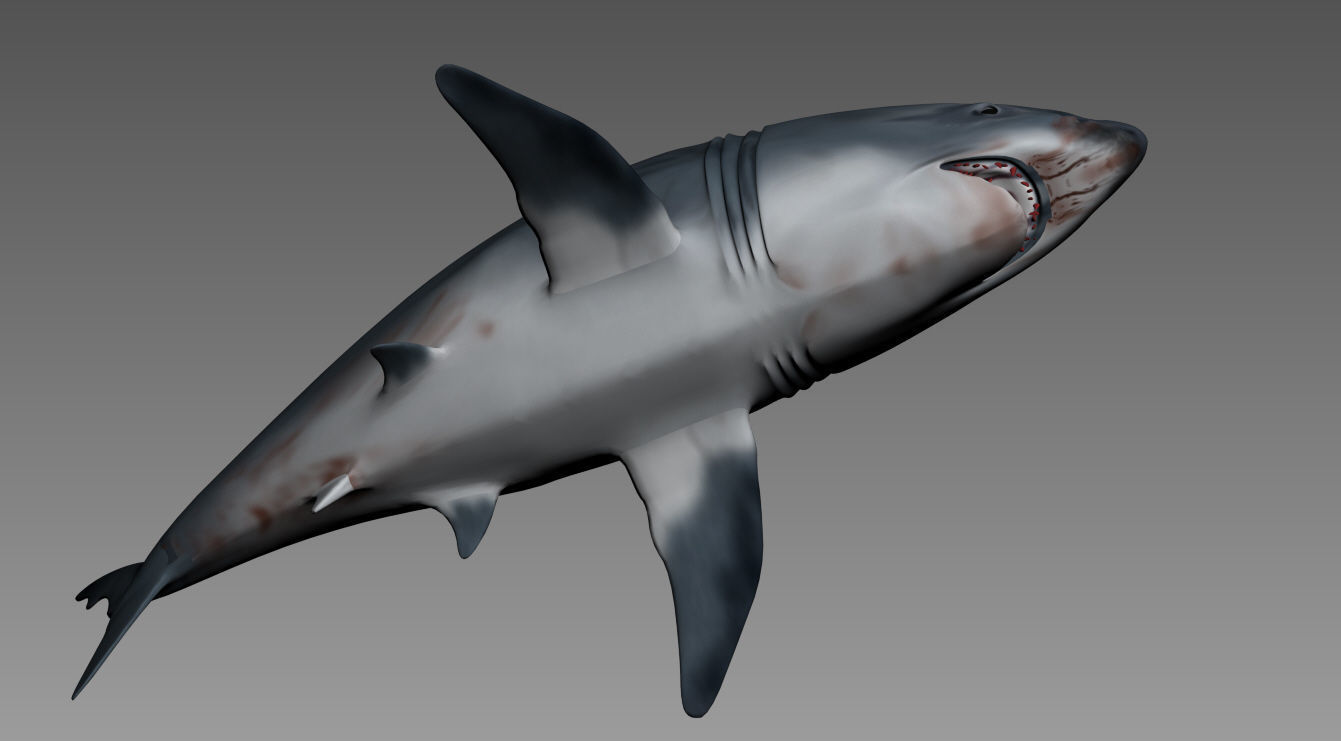 shark 3D model_4