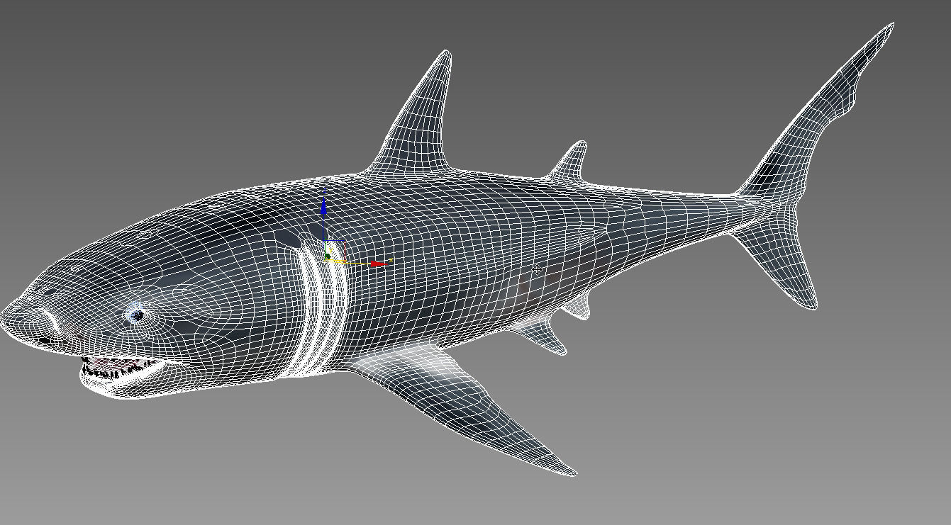 shark 3D model_6