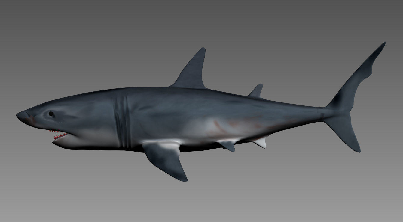 shark 3D model_1