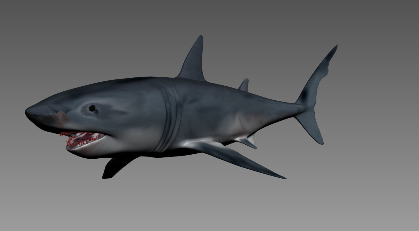 shark 3D model_2