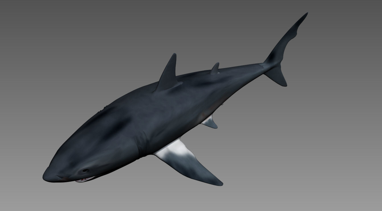 shark 3D model_3