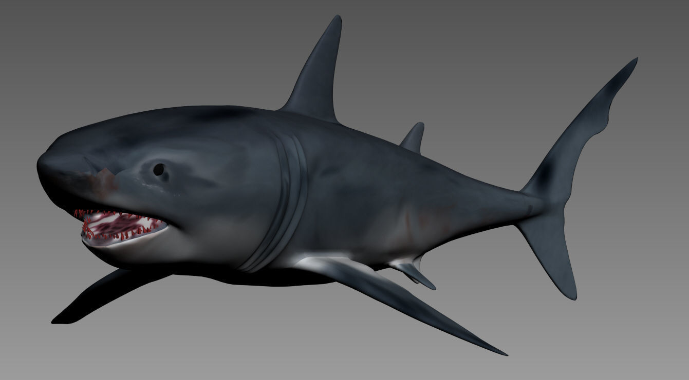 shark 3D model_5