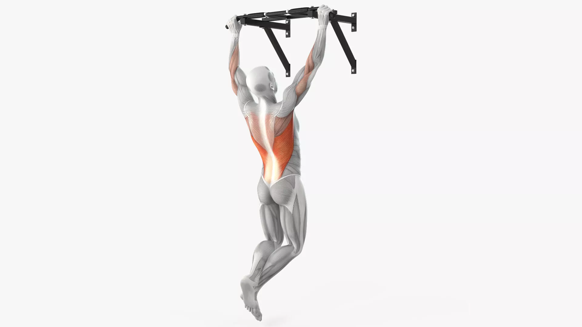 Male Muscular System Pull-up Animated Rigged 3D model