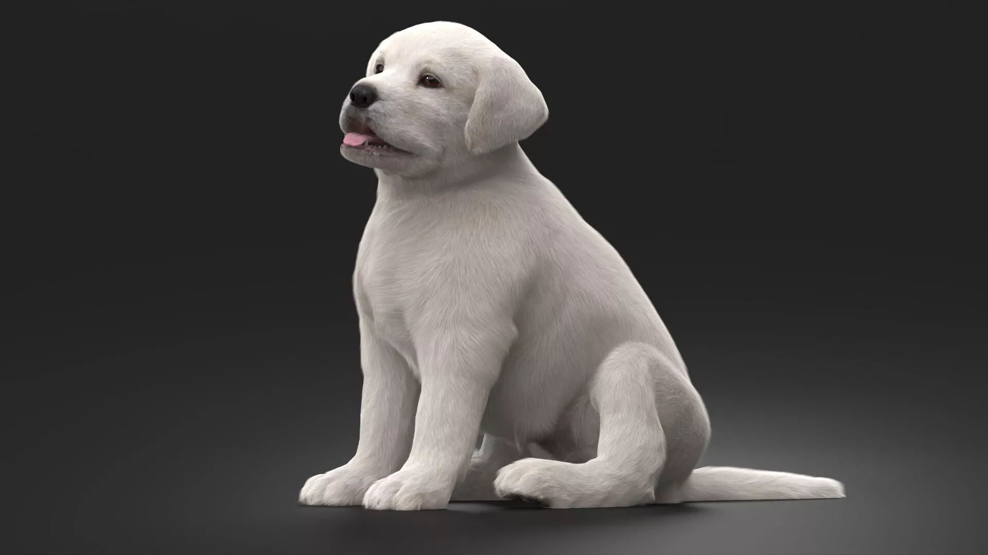 White Labrador Retriever Puppy Sitting Pose Fur for Cinema 4D 3D model