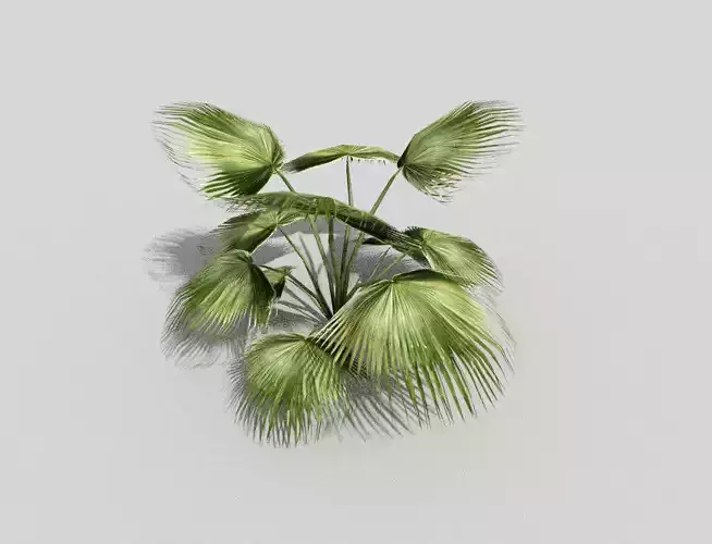 low poly tropical foliage Low-poly 3D model
