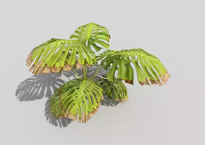 low poly tropical foliage Low-poly 3D model