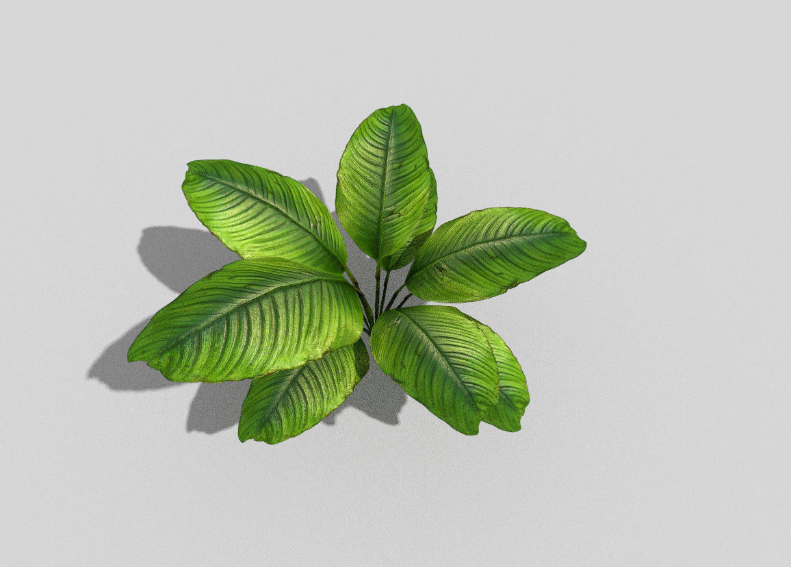 low poly tropical foliage Low-poly 3D model_3