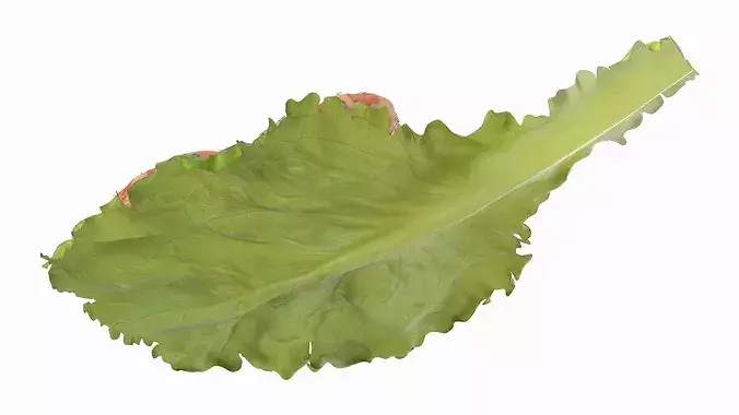 Shrimps with Dill on Lettuce Leaf 3D model 5