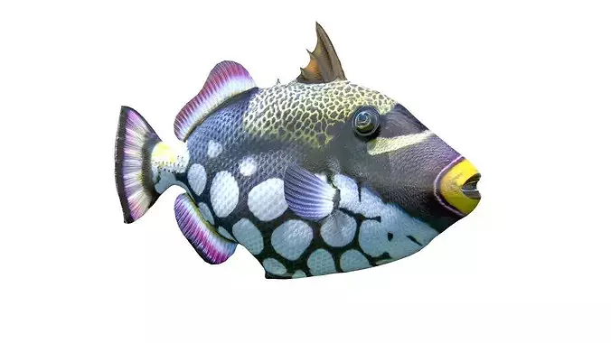 Clown Triggerfish