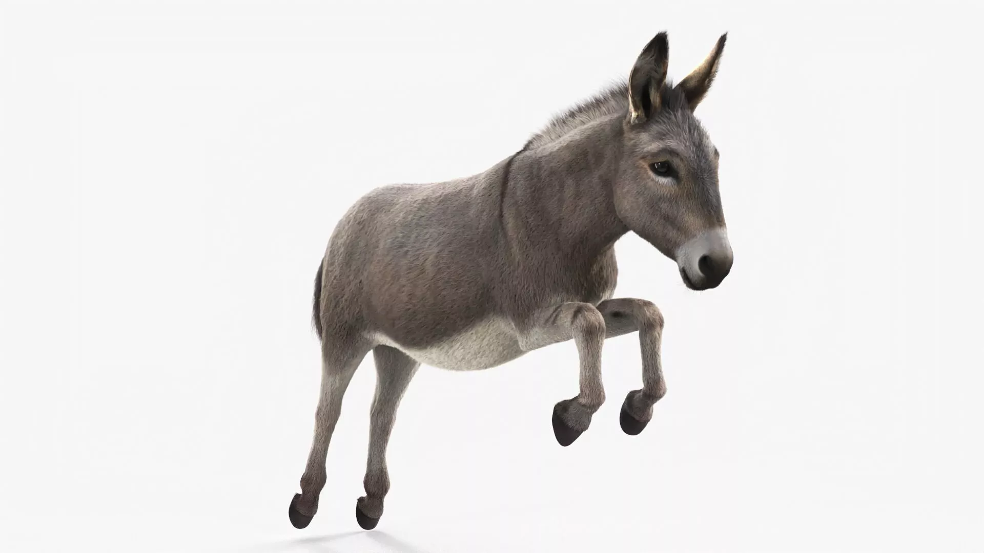 Jumping Farm Donkey Fur 3D model