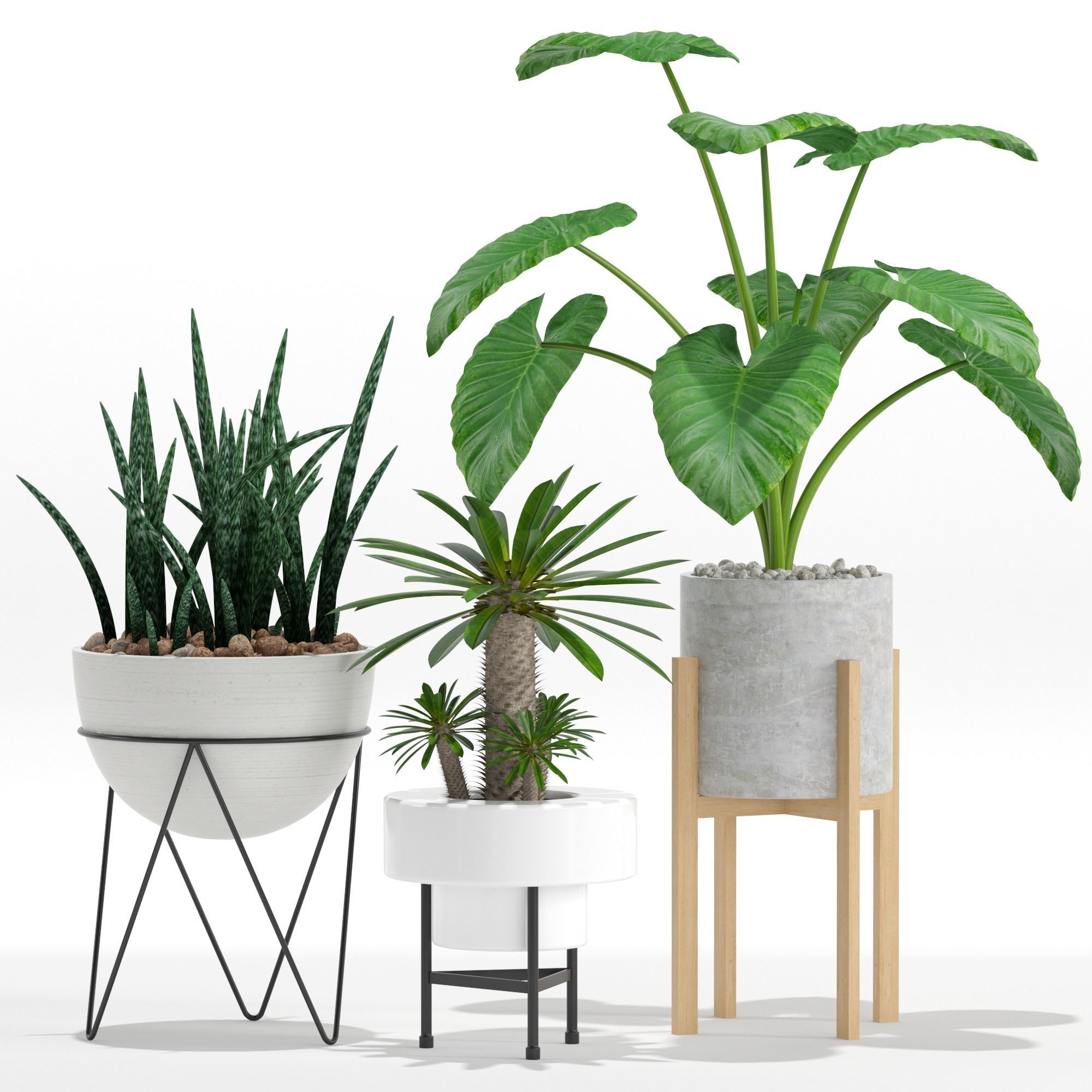 Plants collection 27 3D model_2