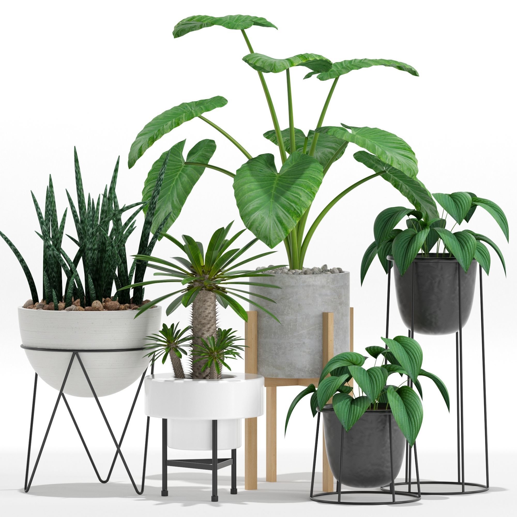 Plants collection 27 3D model_1