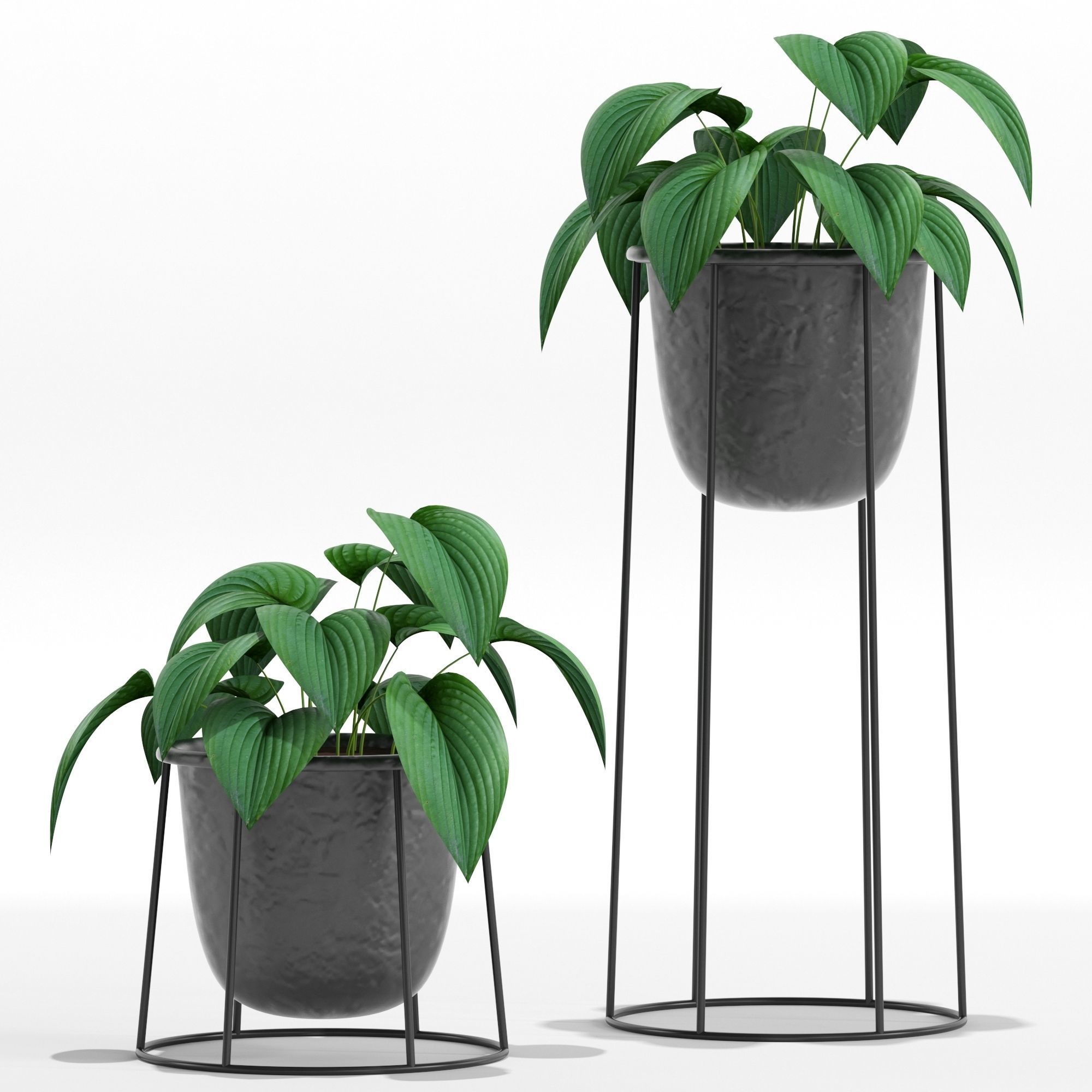 Plants collection 27 3D model_4