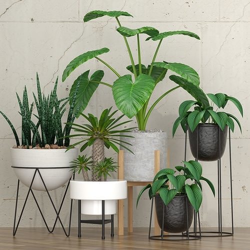 Plants collection 27 3D model